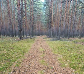 Прирезка лесных участков Кадастровые работы в Лосино-Петровском